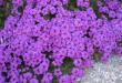 Tips for Planting and Caring for Verbena